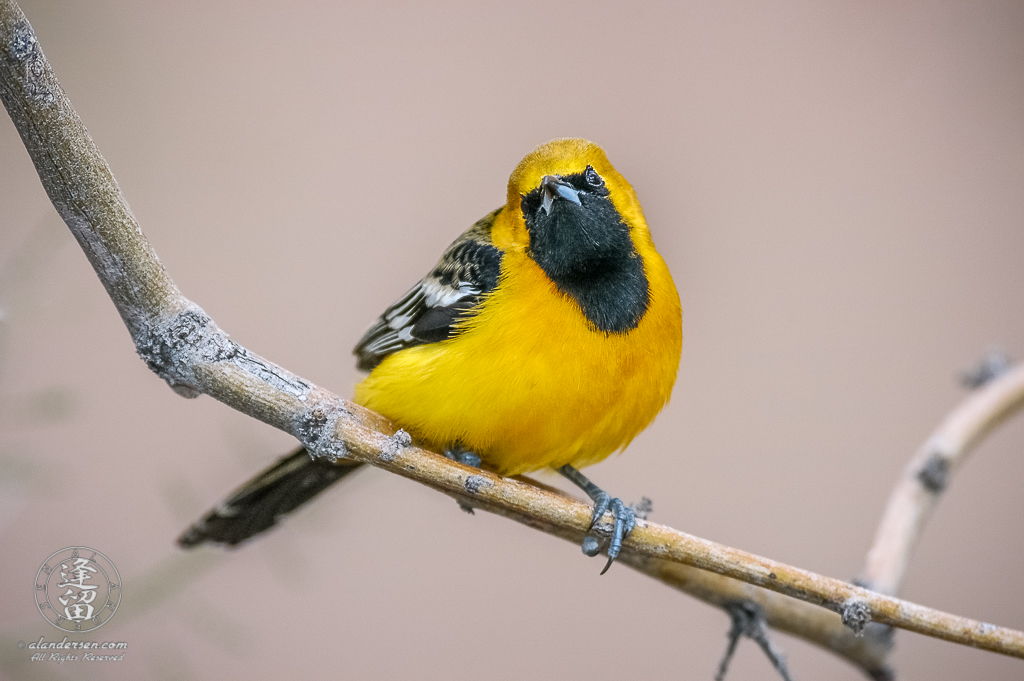 Male Hooded Oriole (Icterus cucullatus) perched on branch.