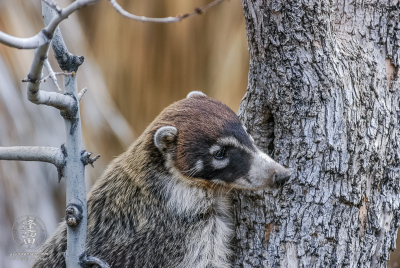 White-nosed Coati 2 A White-nosed Coati (Nasua narica) preparing to climb tree.