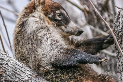 White-nosed Coati 3 A White-nosed Coati (Nasua narica) prepareing for tree nap.