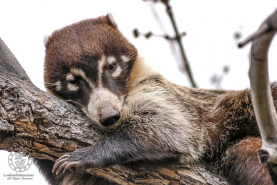 White-nosed Coati 4 A White-nosed Coati (Nasua narica) using tree limb as pillow.
