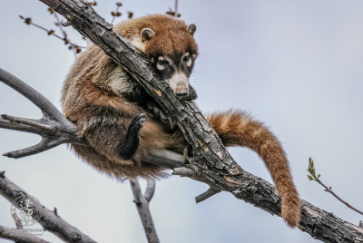White-nosed Coati 5 White-nosed Coati (Nasua narica) curled up in a tree.