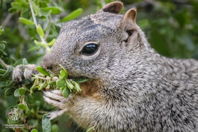 Gray Squirrel Eating Berries Gray Rock Squirrel (Spermophilius variegatus) munching on berries.