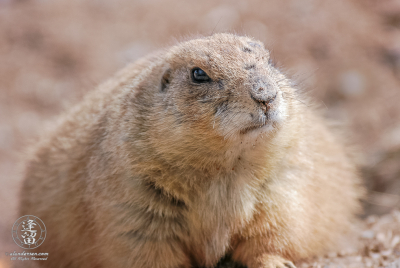Black-tailed Prairie Dog A Black-tailed Prairie Dog (Cynomys ludovicianus) laying down.