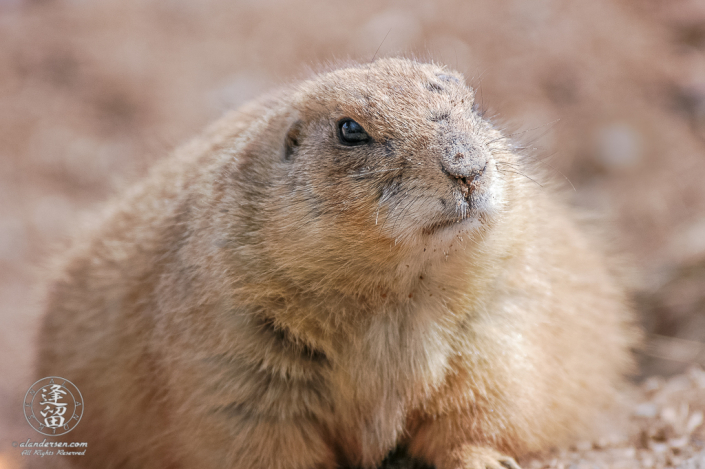 A Black-tailed Prairie Dog (Cynomys ludovicianus) laying down.