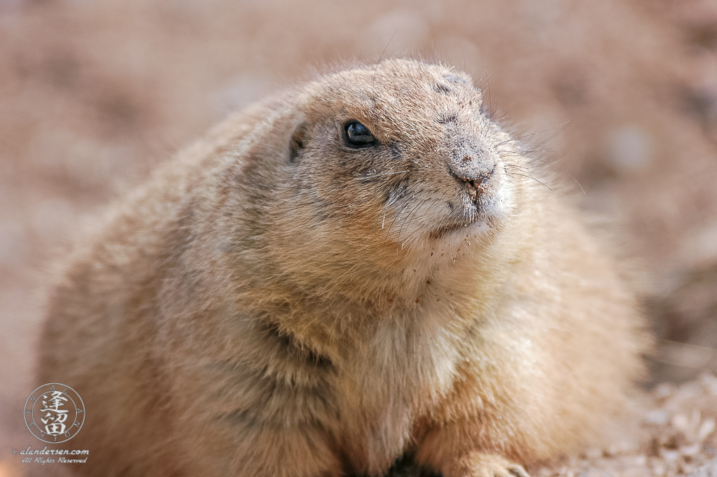 A Black-tailed Prairie Dog (Cynomys ludovicianus) laying close to the ground and looking intently off to the right.