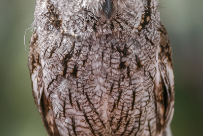 Whiskered Screech Owl 1 Whiskered Screech Owl (Megascops trichopsis) posing gloved hand.