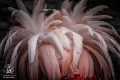 Consider Them Ruffled Chilean Flamingo (Phoenicopterus chilensis) ruffling its feathers.