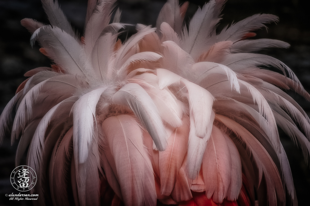 Chilean Flamingo (Phoenicopterus chilensis) ruffling its feathers.