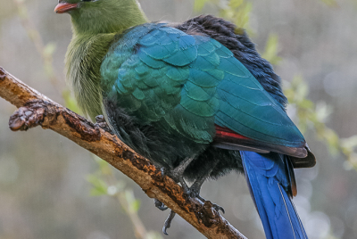 Livingstone's Turaco Livingstone's Turaco (Tauraco livingstonii) perch on a branch.