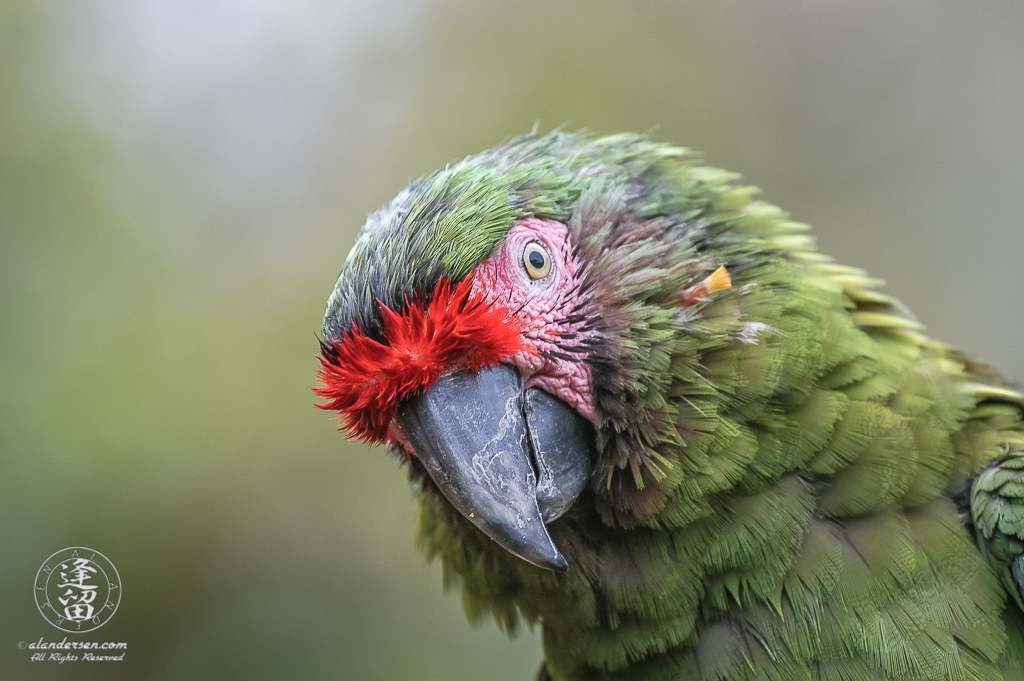 Inquisitive Military Macaw (Ara militaris) looking at viewer with head askance.