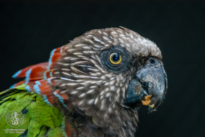 Hawk-headed Parrot 1 Hawk-headed Parrot (Deroptyus accipitrinus) portrait.