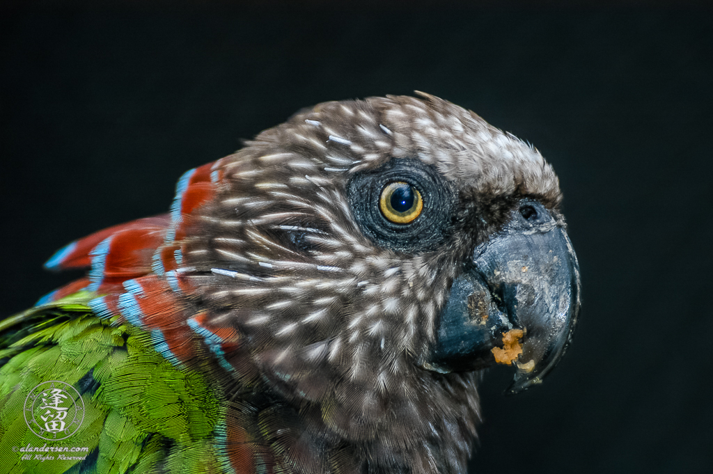 Hawk-headed Parrot (Deroptyus accipitrinus) portrait.