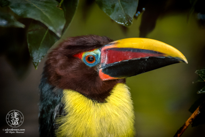 Green Aracari 6 Green Aracari (Pteroglossus viridis), the smallest toucan, at the Reid Park Zoo in Tucson, Arizona.