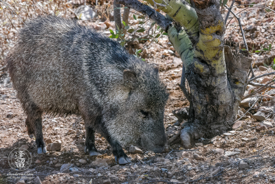 Collared Peccary Collared Peccary (Pecari tajacu rooting under Palo Verde tree.