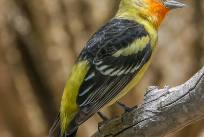 Western Tanager Male Western Tanager (Piranga ludoviciana) perched on tree limb.