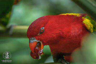 Yellow-backed Lorikeet Yellow-backed Lorikeet (Lorius garrulus) eating grape.