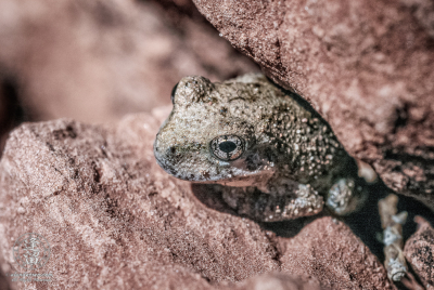 Tiny thumbnail-sized frog peering out from crevice in sandstone boulder at the Middle Emerald Pool , Zion National Park, Utah.