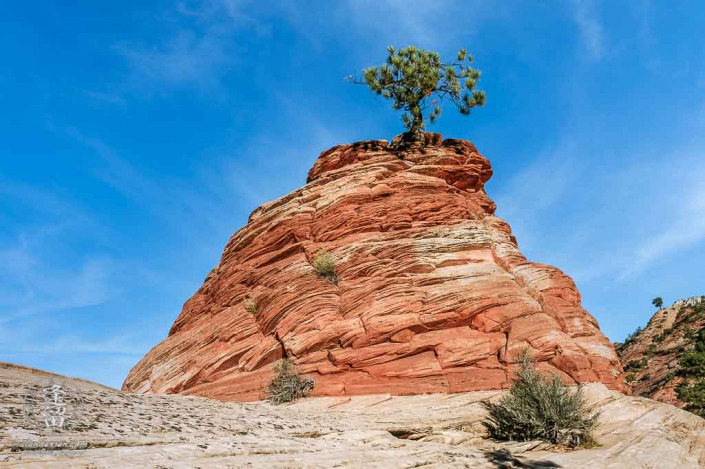 Stunted Ponderosa Pine growing out of red sandstone.