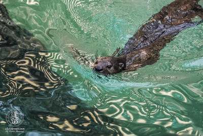 African Spotted-necked Otter African Spotted-necked Otter (Hydrictis maculicollis) swimming in pool.
