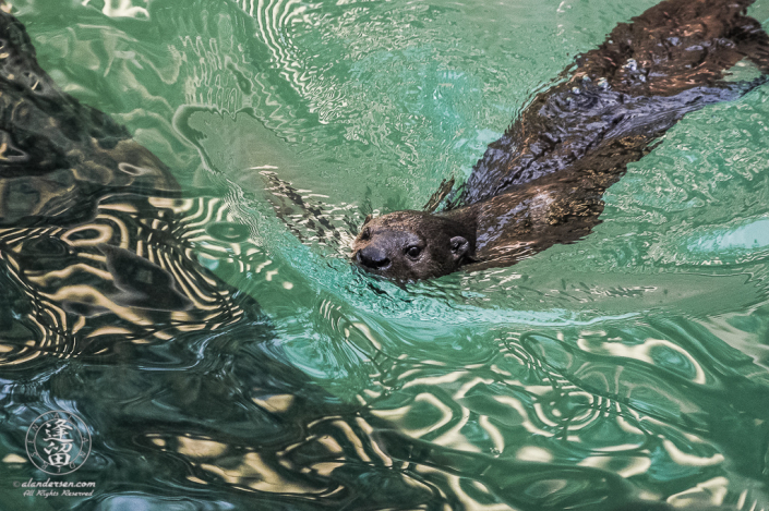 African Spotted-necked Otter (Hydrictis maculicollis) swimming in pool.