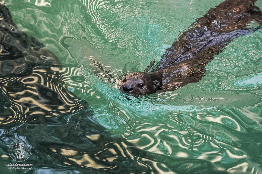 An African Spotted-necked Otter (Hydrictis maculicollis) swimming in a pool of shimmering light.
