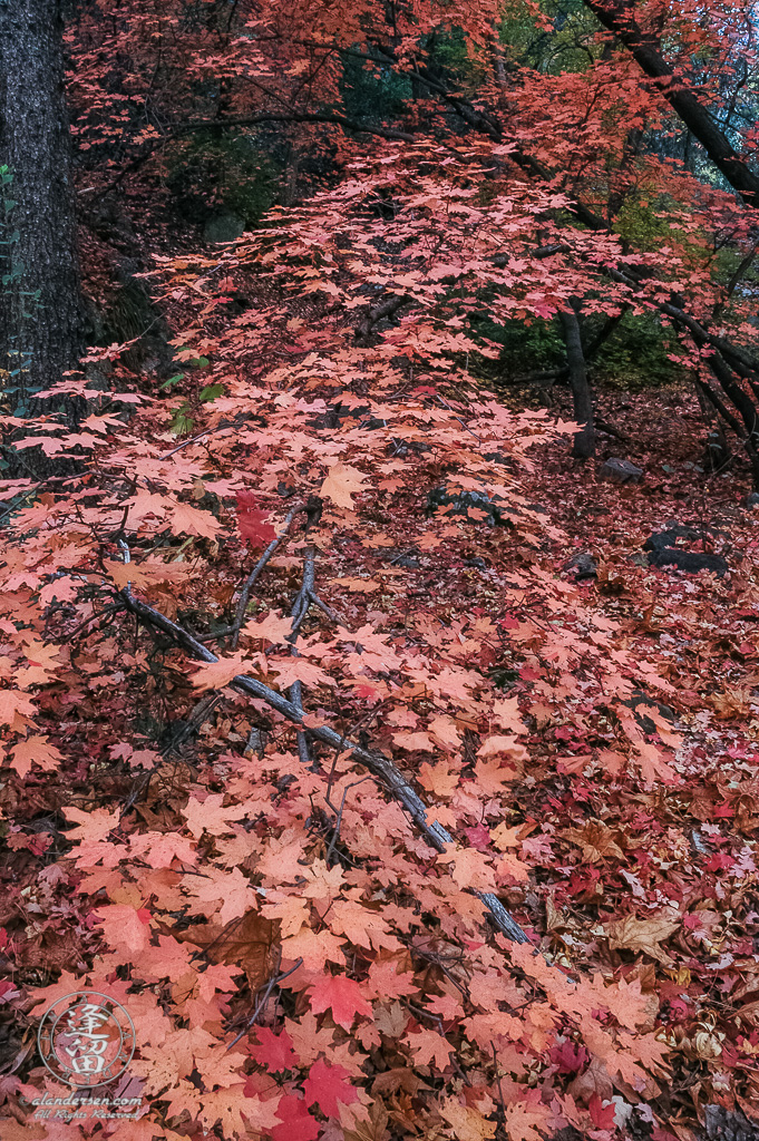 Red Autumn leaves follow the sweep of a young tree, looking like a brightly colored staircase ascending into the forest canopy.