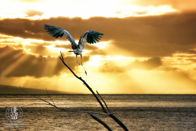 Heron Sunset Great Blue Heron (Ardea herodias) landing on branch during Hawaiian ocean sunset.