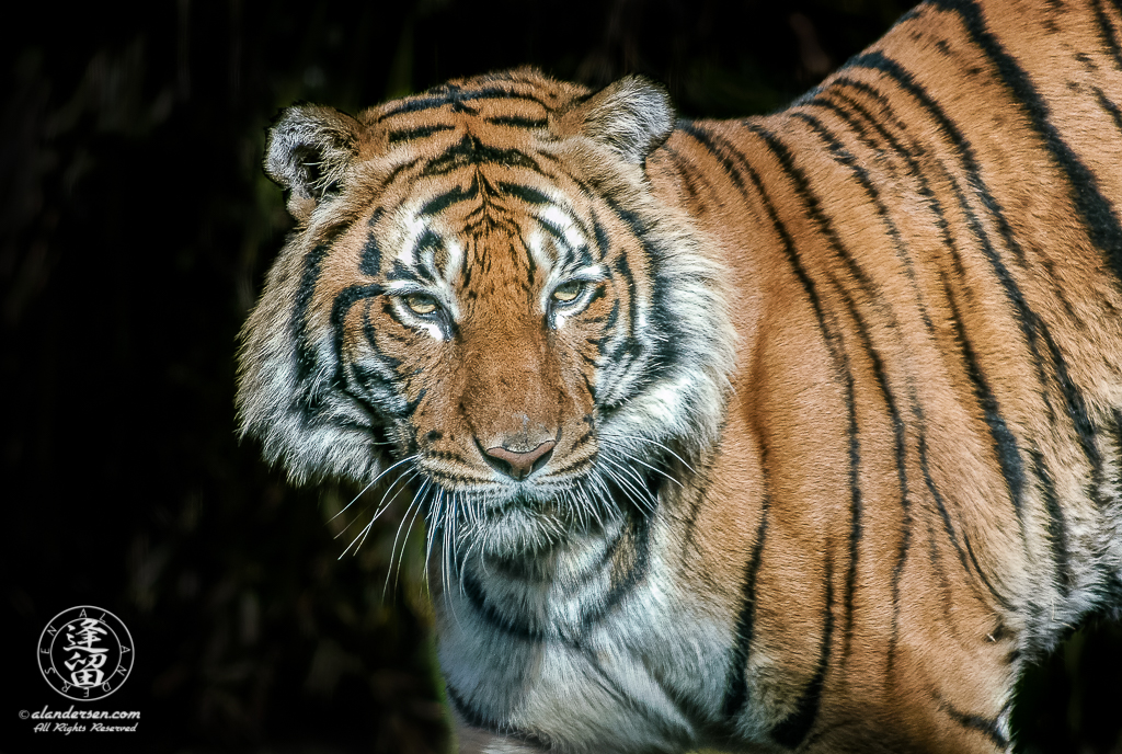 Malayan Tiger (Panthera tigris jacksoni) standing in bright sunlight.