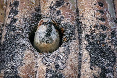 Sparrow In Saguaro House Sparrow (Passer domesticus) peeking out of Saguaro cactus).