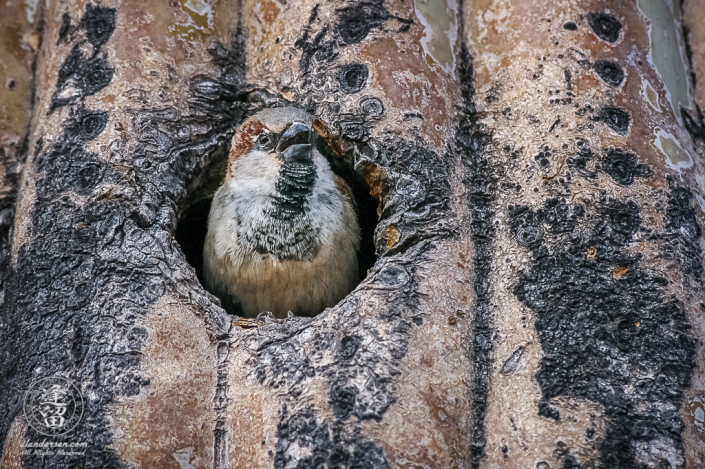 House Sparrow (Passer domesticus) peeking out of Saguaro cactus).