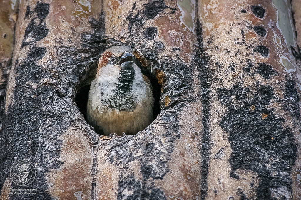 A common House Sparrow (Passer domesticus) peeks out of its home inside of a Saguaro cactus (Carnegiea gigantea).