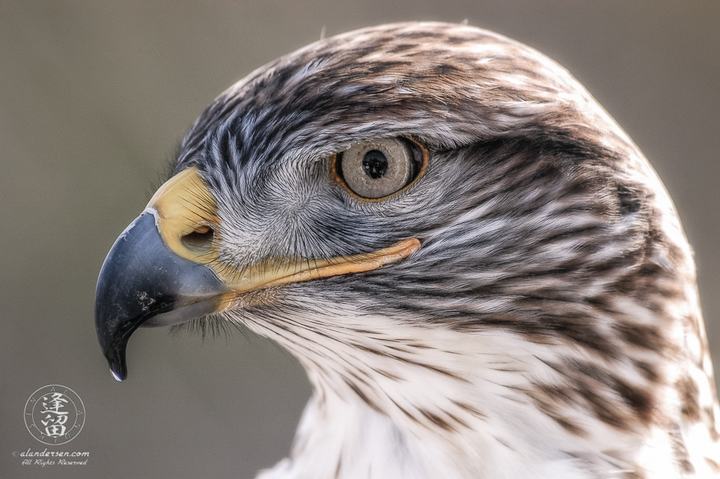 A closeup portrait of a beautiful Ferruginous Hawk (Buteo regalis) in profile, backlit against a soft background.