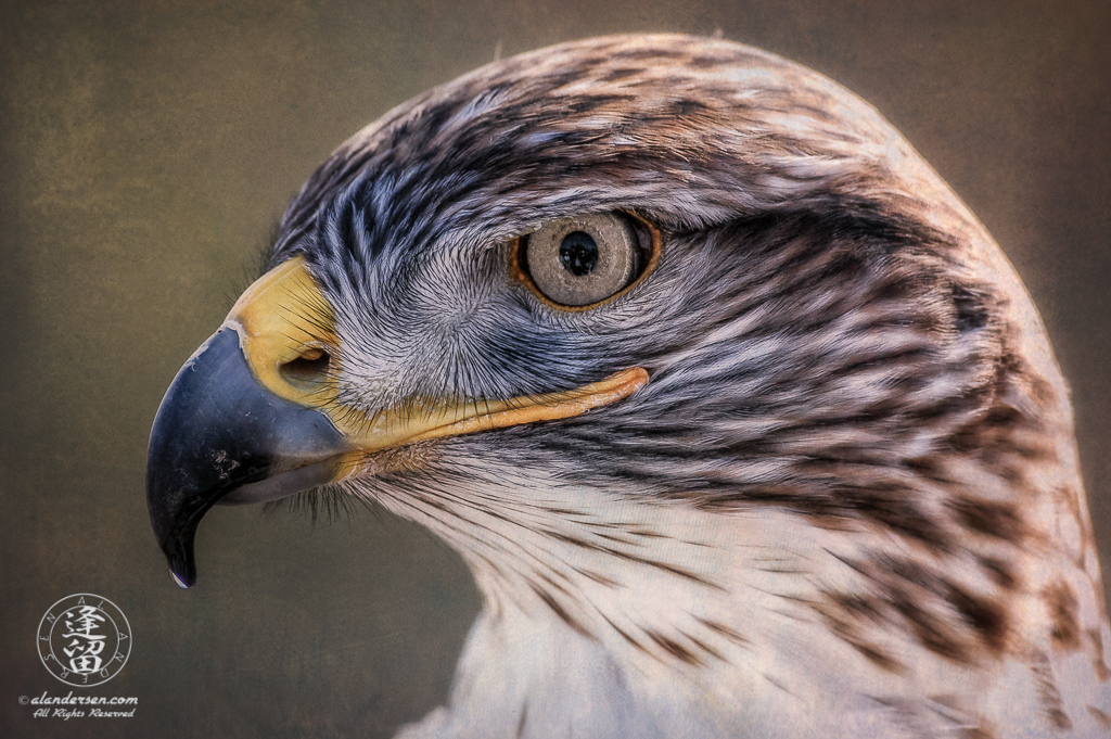 A closeup portrait of a beautiful Ferruginous Hawk (Buteo regalis) in profile, backlit against a textured background.
