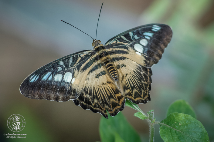 Brown Clipper (Parthenos sylvia) Butterfly with open wings against mottled background.