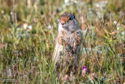 Rock Squirrel Rock squirrel (Citellus variegatus) standing alert in tall grass.