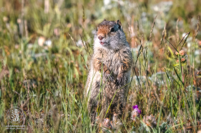 Rock squirrel (Citellus variegatus) standing alert in tall grass.