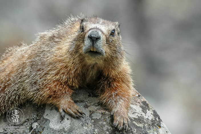Yellow-bellied marmot (Marmota flaviventris) laying on a rock.