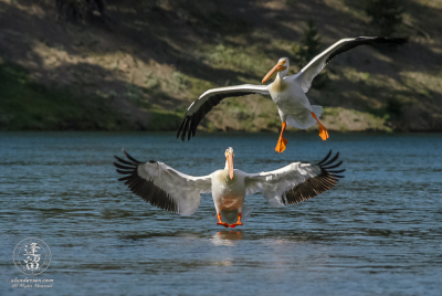 Pelicans Landing White Pelicans (Pelicans erytthrorhynchos) landing on river.