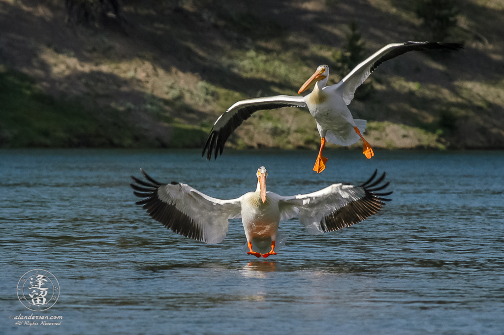 White Pelicans (Pelicans erytthrorhynchos) landing on river.