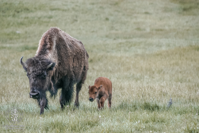 Bison And Calf 1 Mother bison (Bison bison) and calf walking through a meadow.