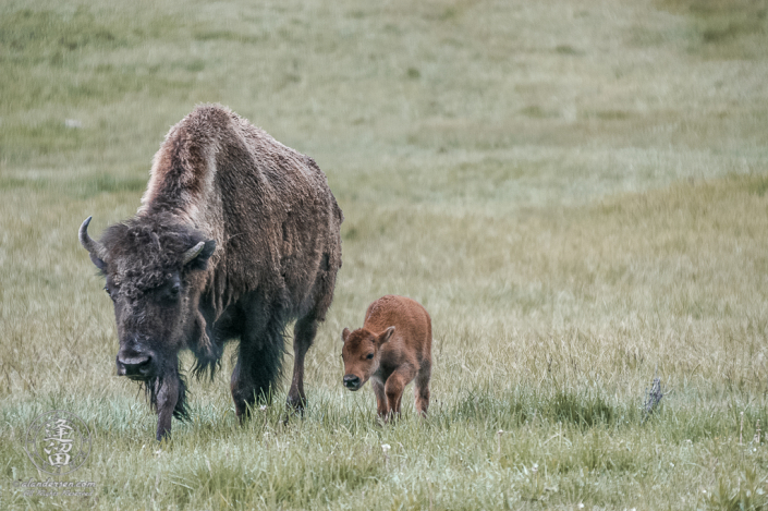 Mother bison (Bison bison) and calf walking through a meadow.