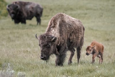 Bison And Calf 2 Mother bison (Bison bison) and calf walking through meadow.