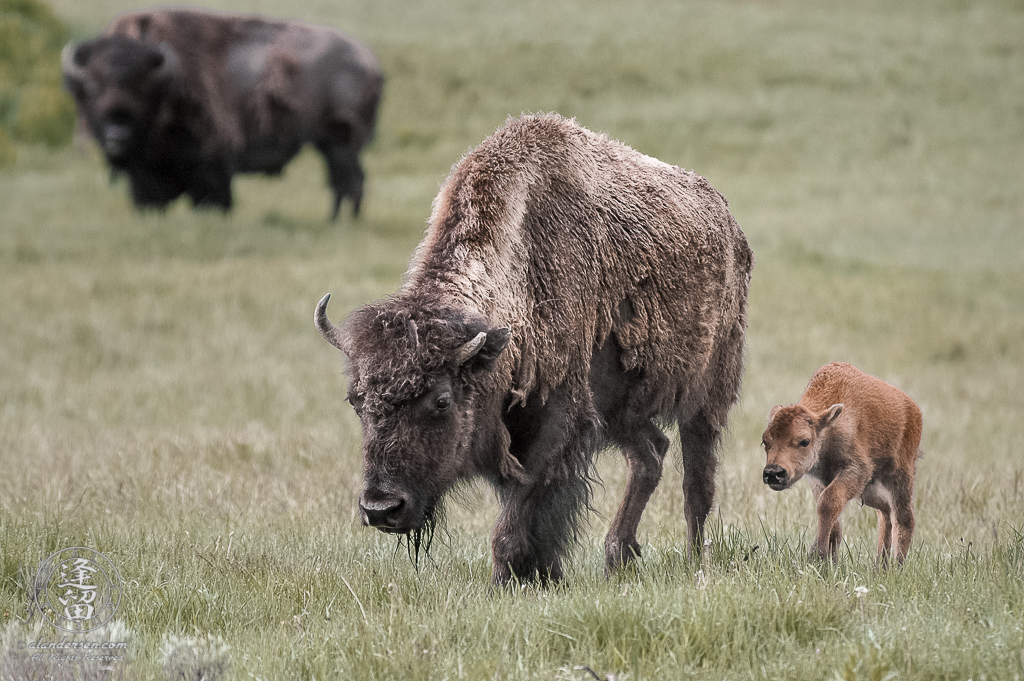 Mother bison (Bison bison) and calf walking through meadow.