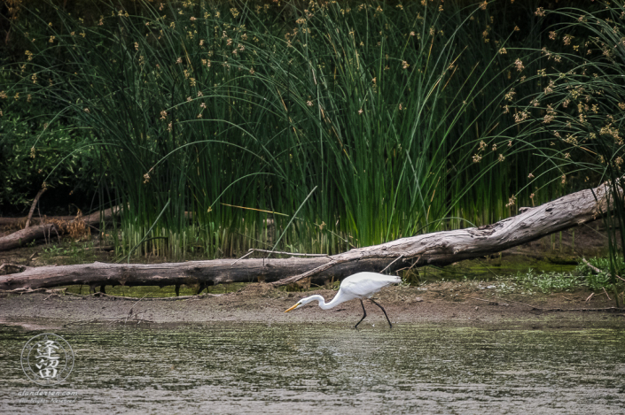White Egret (Ardea alba) hunting for fish and frogs in algae-covered pond.