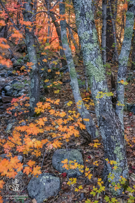 Gray-barked tree trunks covered with lichen framed by fiery orange Autumn leaves.