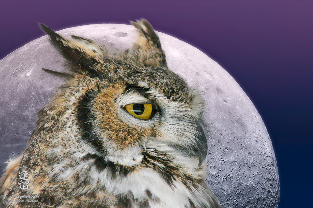 Composite image of Great Horned owl in profile set against a large full moon with pink and blue twilight gradient background.