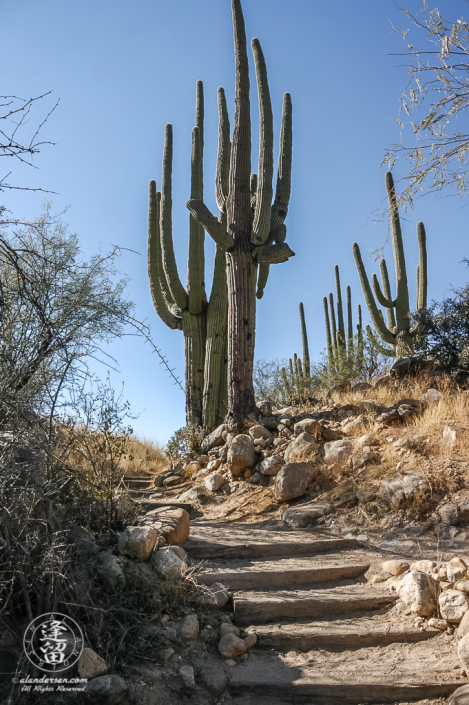 Tall Saguaro (Carnegiea gigantea) cactus at top of hiking steps.