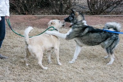 Hachi Meets Shiloh Hachi meets Shiloh for the very first time.