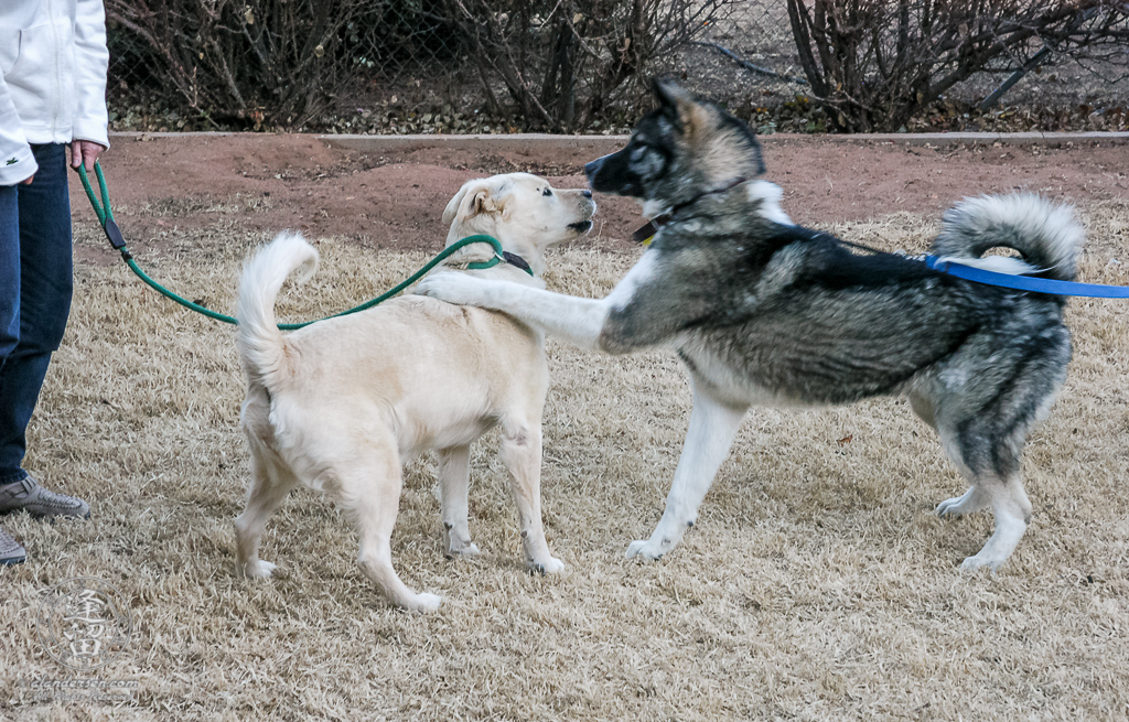 Hachi meets Shiloh for the very first time.