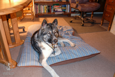 Hachi On His Side Of The Room Hachi laying on his new bed on his side of the living room.